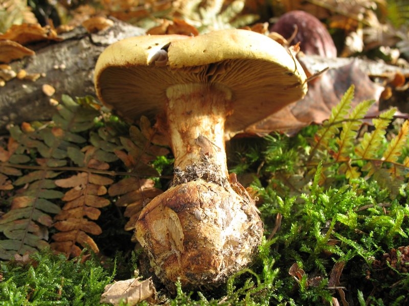 CORTINARIUS ELEGANTISSIMUS 